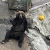 【超速報】ヒグマ、ガチで逝くｗｗｗｗｗｗｗｗｗｗｗ