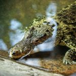 【悲報】熱川バナナワニ園で『異常事態』が発生してしまう・・・・